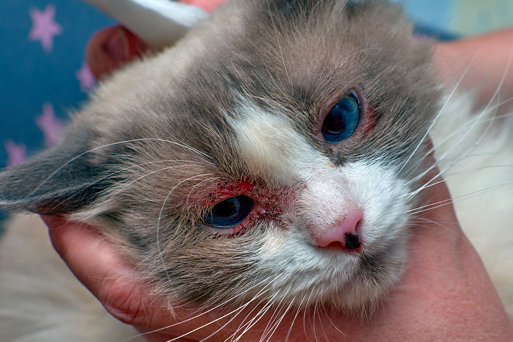 A close-up of a long-haired cat with significant redness, crusting, and hair loss around its eyes, being held gently by a person.