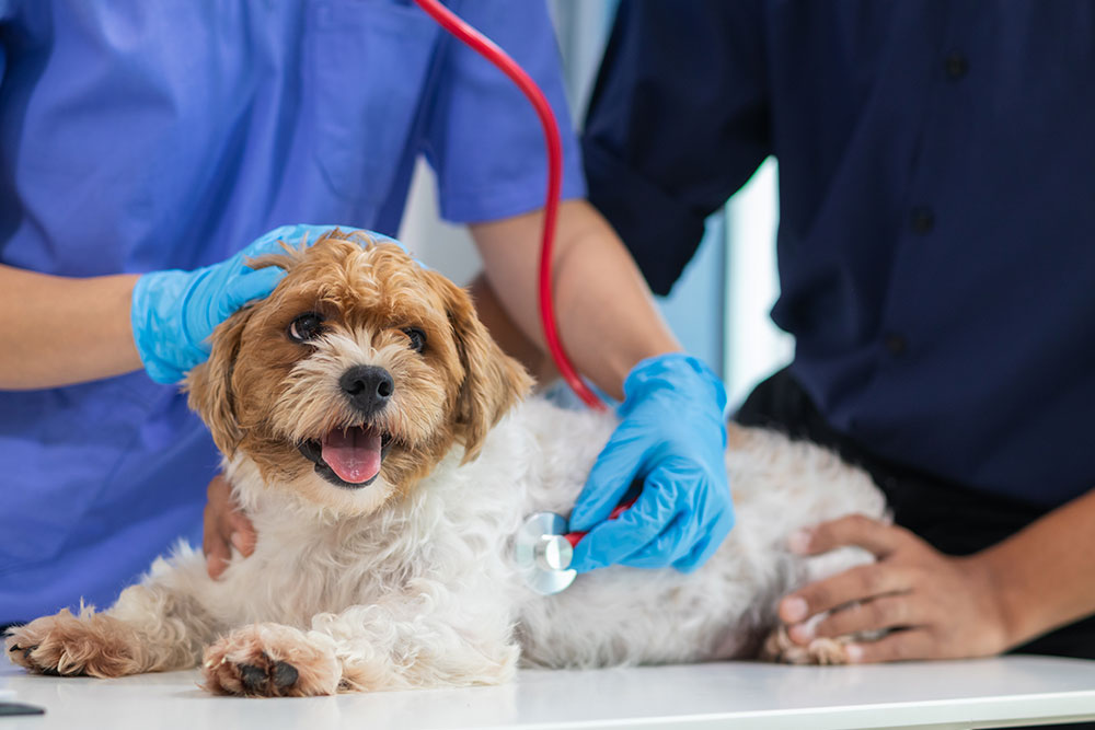 A small, fluffy brown and white dog lying on an examination table, looking happy with its mouth open, while two people wearing scrubs and blue gloves perform a checkup using a red stethoscope.
