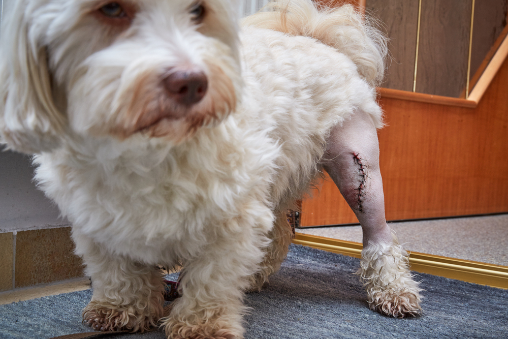 A small white dog stands indoors with a shaved hind leg that has visible surgical stitches along the incision.