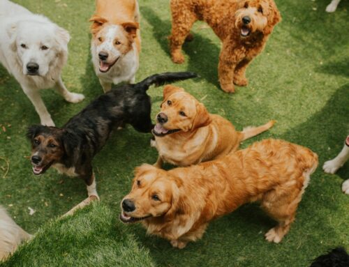 Dog Daycare Safety: Vaccines, Health Risks, and How to Choose the Right Facility