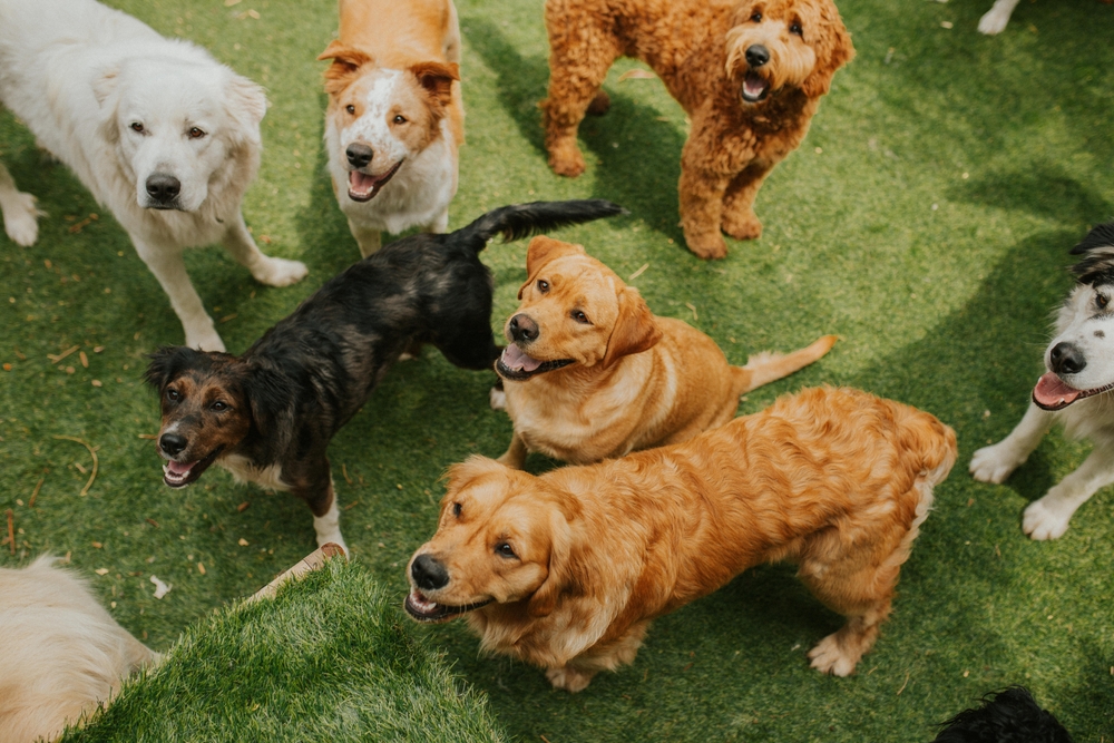 Group of dogs playing together at a doggy daycare, showing socialization and supervised pet care.