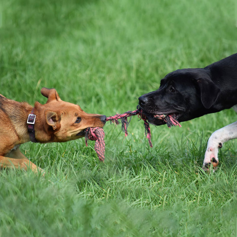 Boarding and Dog Day Care Vet in Vero Beach Veterinary Medical