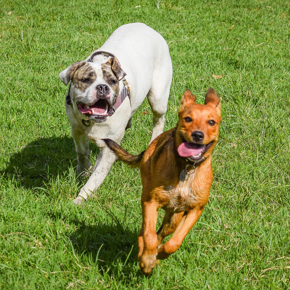 Boarding and Dog Day Care Vet in Vero Beach Veterinary Medical