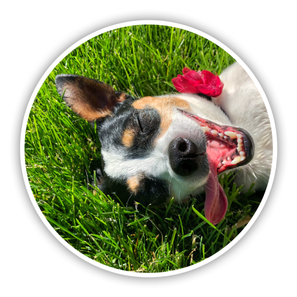 Boarding and Dog Day Care Vet in Vero Beach Veterinary Medical Center of Indian River County