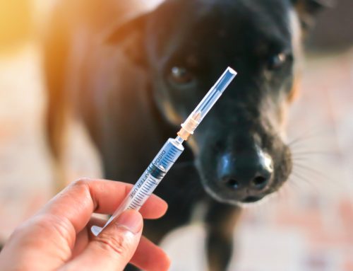 Pet Vaccinations: Essential Protection Against Disease