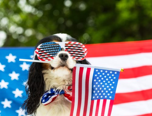 4 Independence Day Pet Dangers