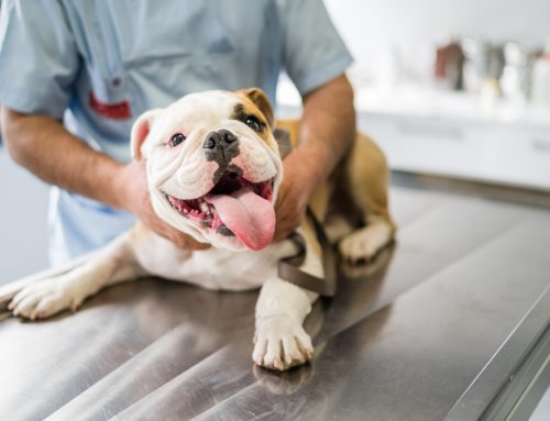 How to Handle Your Pet’s Breed-Specific Health Problems