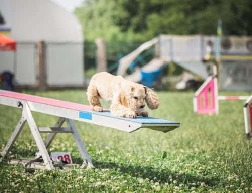 Ready, Set, Woof! Competitive Sports for Every Dog