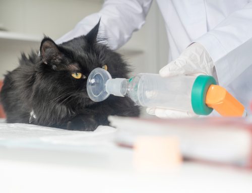 Breathe Easy: Essential Insights into Feline Asthma Care