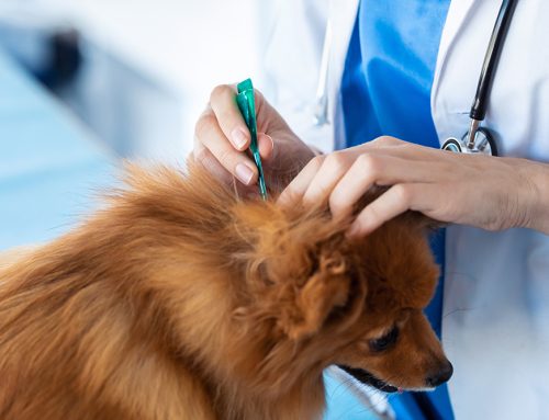 Flea Allergies in Pets: Symptoms, Prevention & Treatment