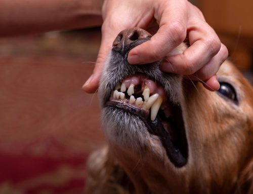 Is Your Pet’s Broken Tooth an Emergency?