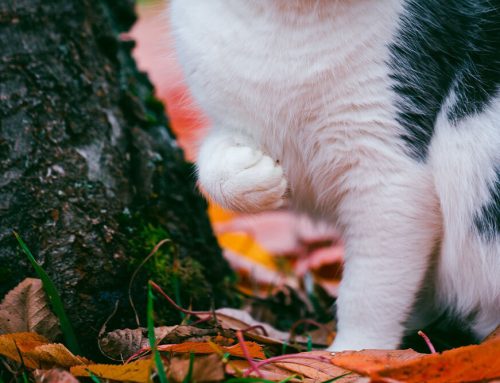 Common Causes of Limping in Pets and How Diagnostics Help
