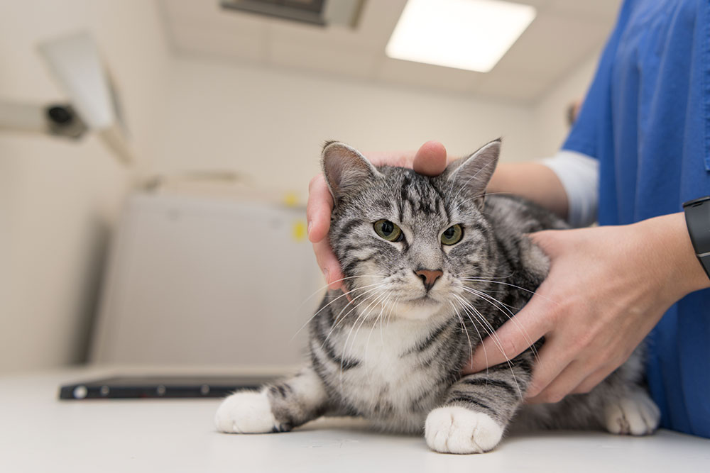 A veterinarian in blue scrubs gently holding a grey and white tabby cat on an exam table.