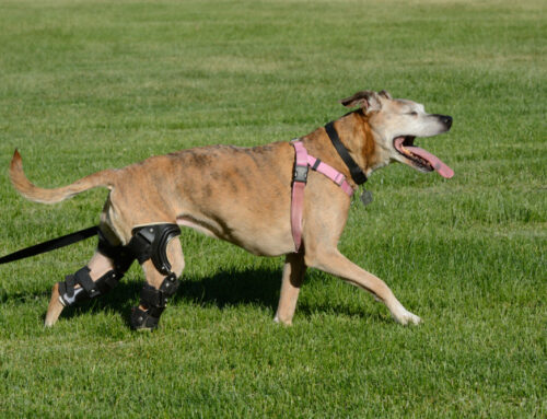 Cranial Cruciate (CCL) Injuries: TPLO vs. Extracapsular Repairs