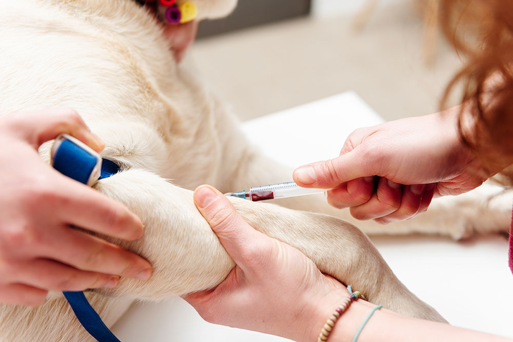 Veterinarian administering a vaccine to a dog during a routine clinic visit to protect against infectious diseases and maintain pet health.