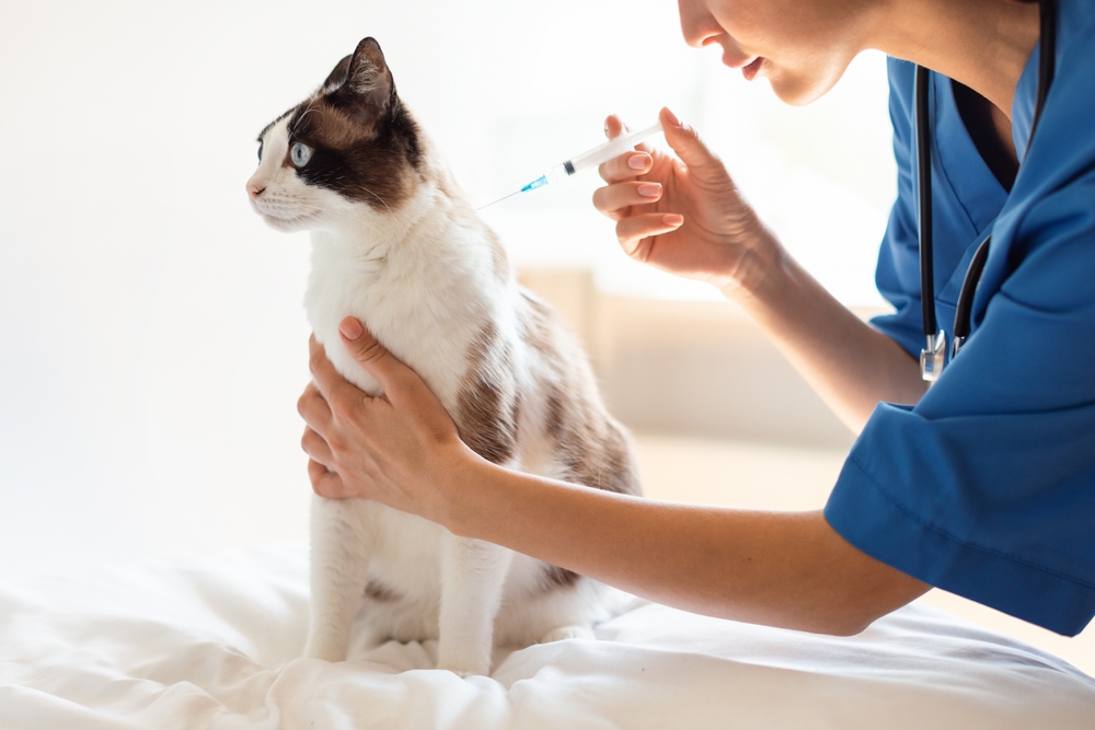 Veterinarian giving vaccination injection to a cat in a clinic for pet disease prevention