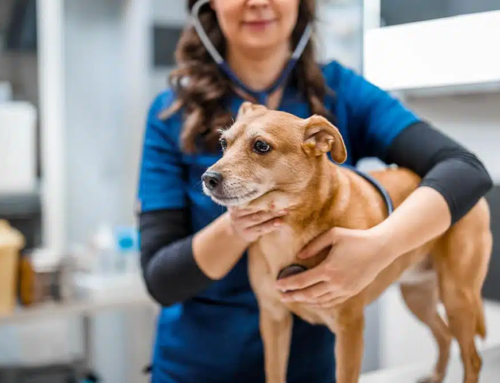 When Are Enlarged Lymph Nodes in Pets Cause for Concern?
