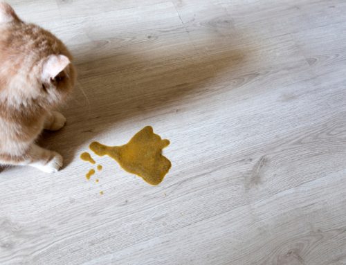 Why Does Your Dog or Cat Keep Vomiting? Here’s What to Know