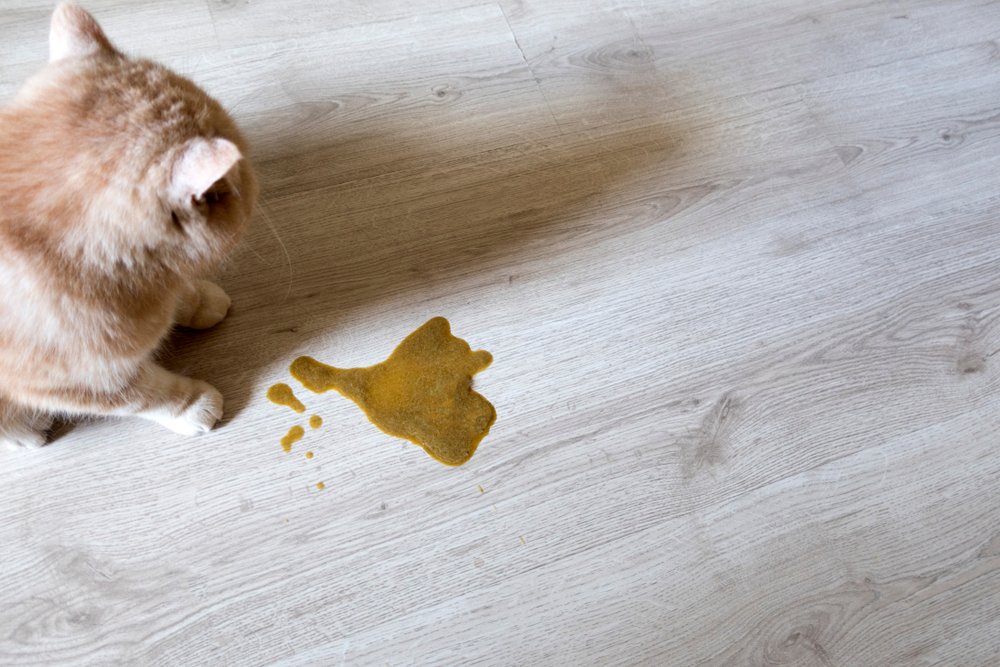 Dog experiencing chronic vomiting, a symptom that may indicate an underlying gastrointestinal or systemic health condition requiring veterinary evaluation.