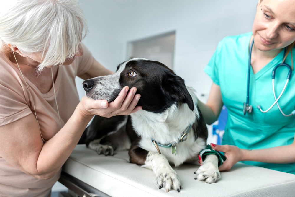 Senior pet owner and veterinarian examining a dog during a wellness visit to assess health and discuss ongoing care needs.