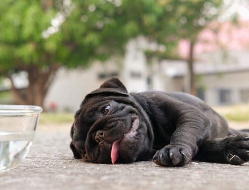 What Does an ER Actually Do for a Pet in Heat Stroke?