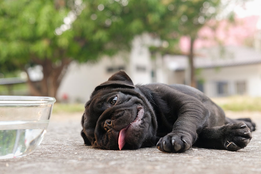 A low-angle close-up shot of a small black Pug puppy lying exhausted on its side on a concrete ground outdoors next to a clear glass bowl of water, sticking its tongue out playfully towards the camera.