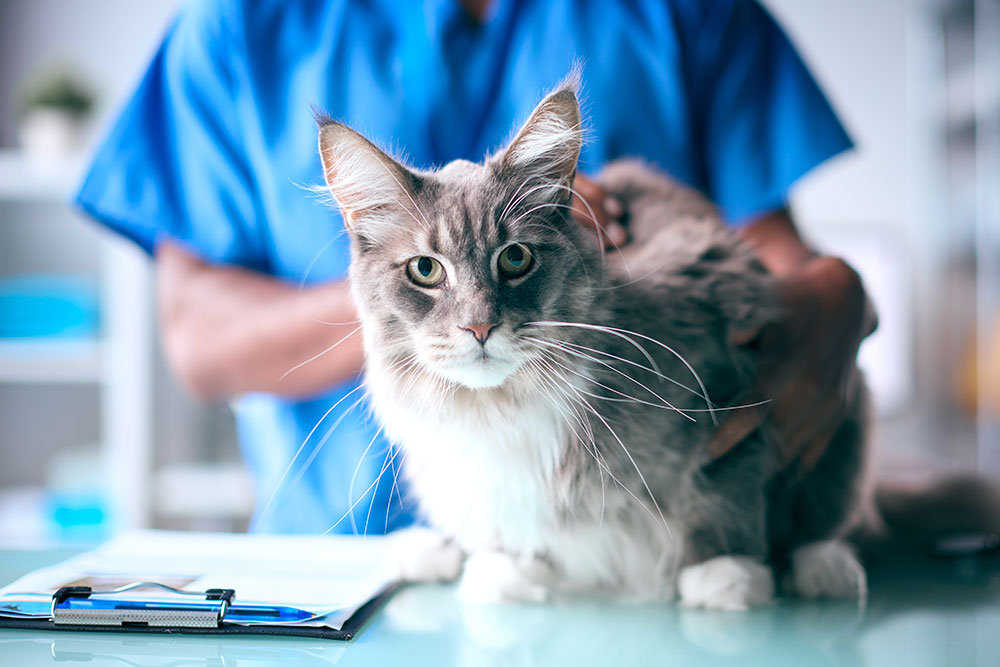 A medium close-up shot of a majestic, fluffy grey and white Maine Coon cat with long whiskers sitting on a glass examination table at a veterinary clinic, while a vet in blue scrubs gently holds it from behind next to a medical clipboard.
