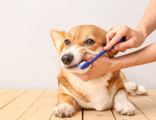Which Pet Dental Products Are Actually Worth Buying?