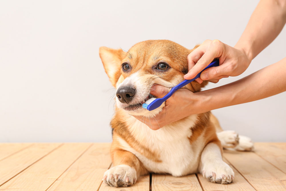 A brown and white corgi lying on a wooden floor while a person gently holds its mouth open and uses a blue toothbrush to clean its teeth, demonstrating proper pet dental care.
