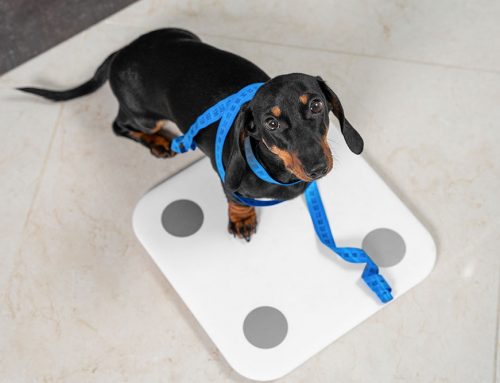 What Should Your Dog or Cat Weigh, and How Do You Keep Them There?