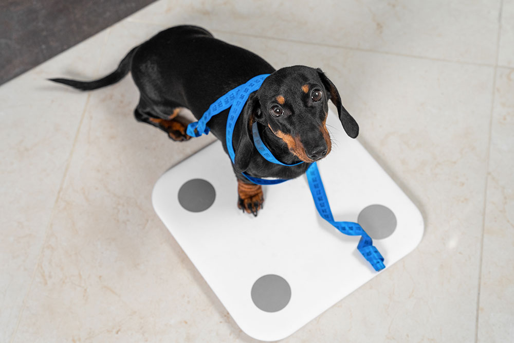Dachshund on Weight Scale with Measuring Tape